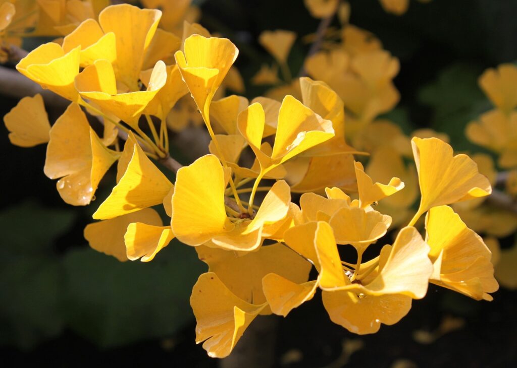 Ginkgo, suplementos naturais